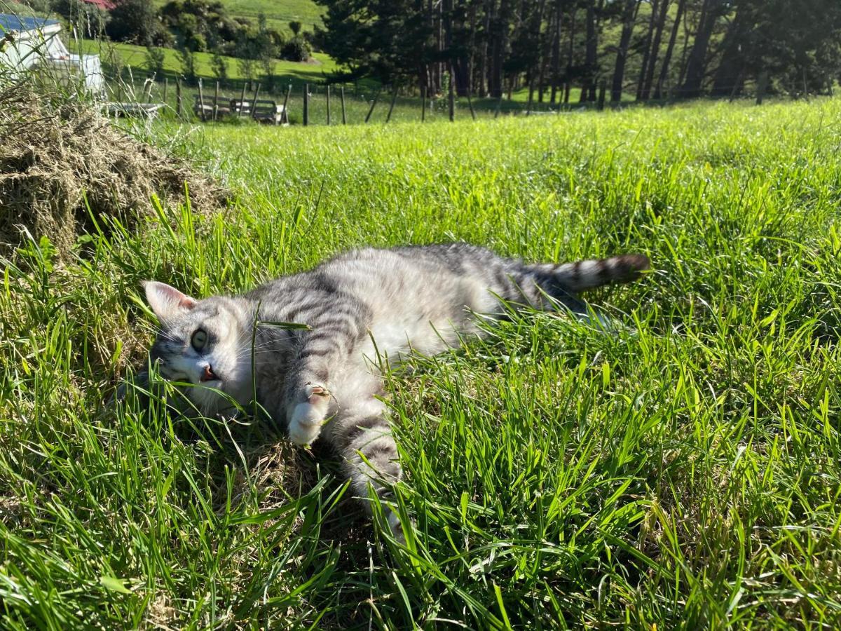 Pukeatua Farmstay Waimauku Buitenkant foto