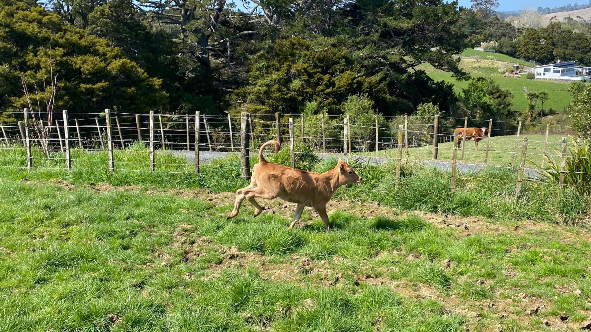 Pukeatua Farmstay Waimauku Buitenkant foto