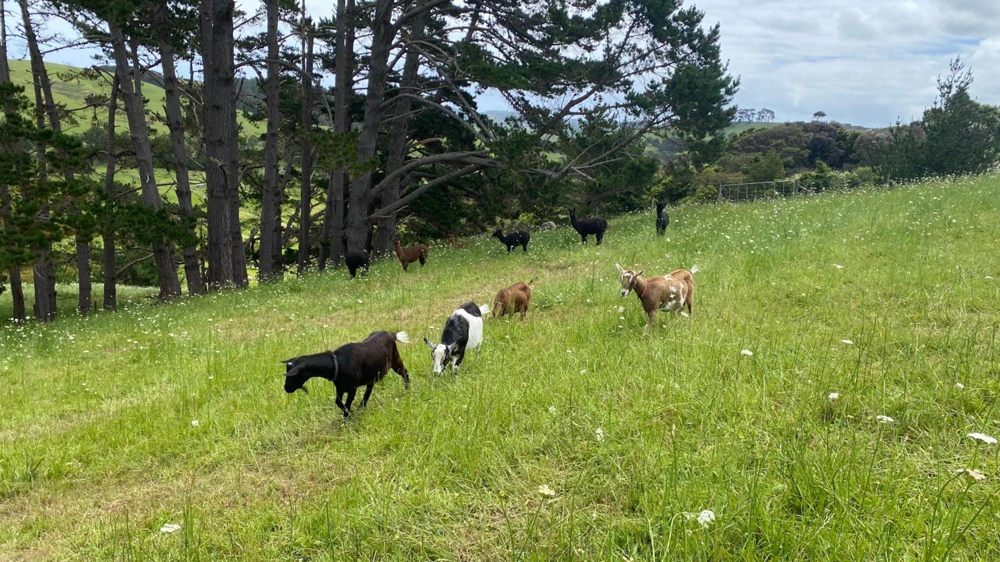 Pukeatua Farmstay Waimauku Buitenkant foto
